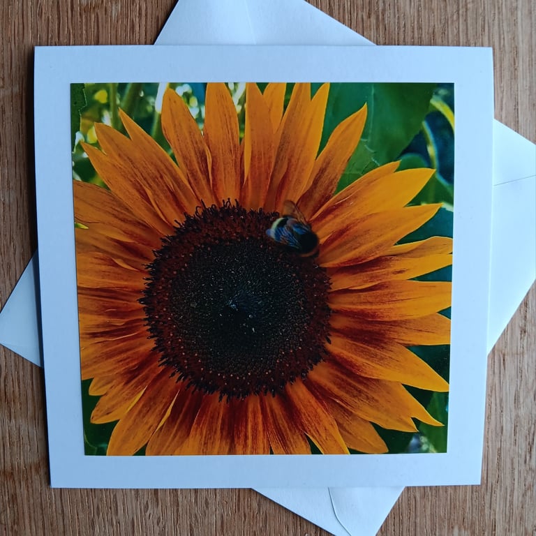 Sunflower and Bee Large Square Photographic Card 6" x 6" Blank