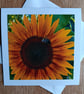 Sunflower and Bee Large Square Photographic Card 6" x 6" Blank