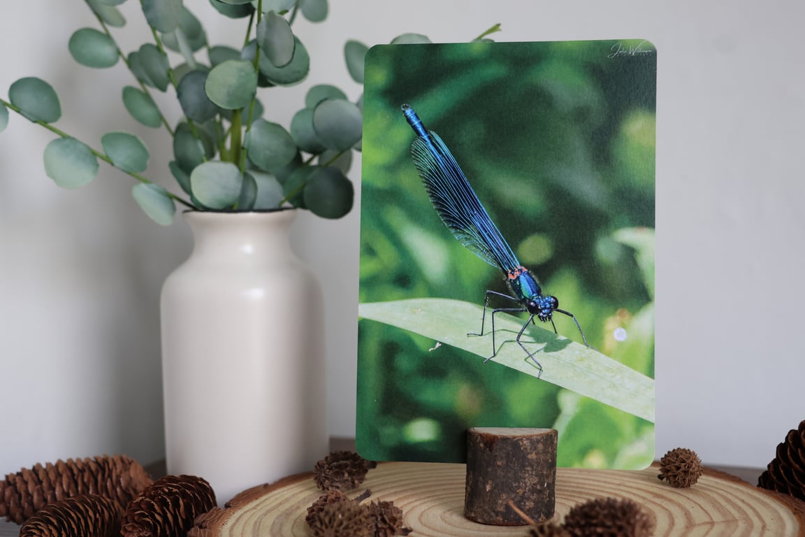 Damselfly - Wildlife Postcard