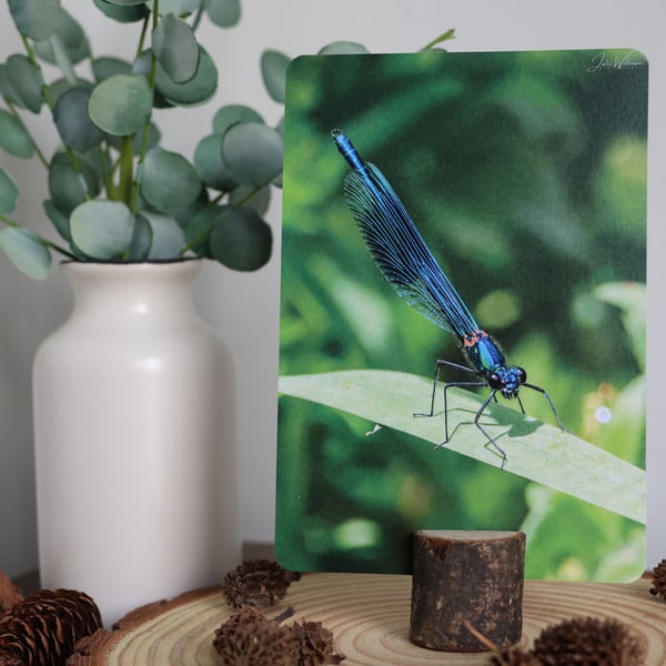Damselfly - Wildlife Postcard