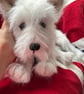 White as snow West Highland Puppy - Image 2
