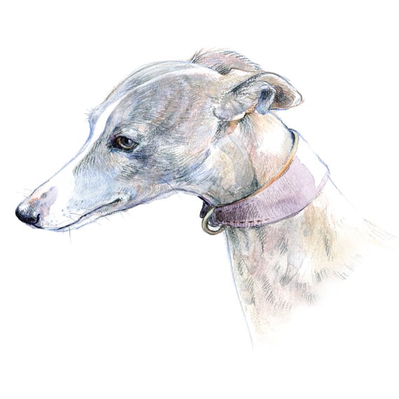 Gentle and patient. A whippet portrait