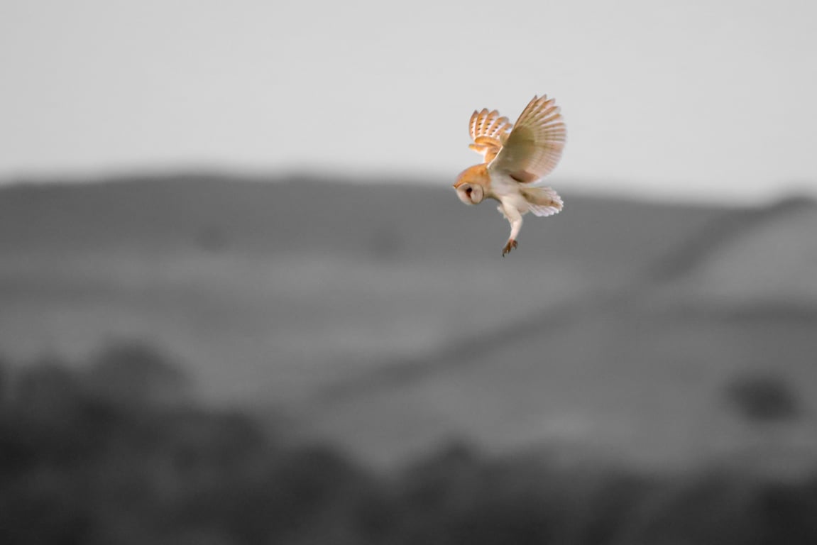 Barn Owl - Photography Print (unframed, unmounted)