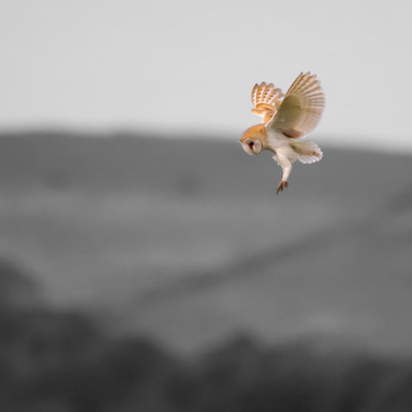 Barn Owl - Photography Print (unframed, unmounted)