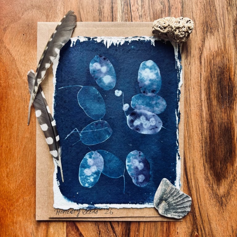 Cyanotype Honesty Seed-Heads 1 - Mounted Design - Card with envelope 