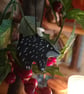 Badger Dark Christmas Decorations. 
