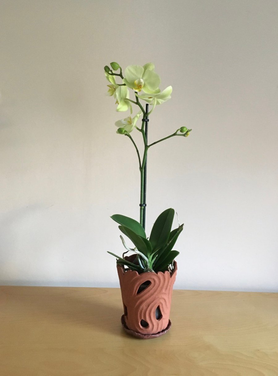 Terracotta Orchid Plant pot