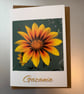 Gazania A5 Greeting Card