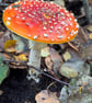 Forage  - Image 3