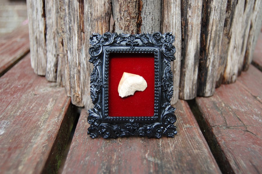 Fossil shark tooth in small frame