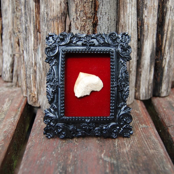 Fossil shark tooth in small frame