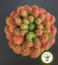 Needle Felted Succulent. Sedum .Real Terracotta Pot. Sedum Crassulacaea. - Image 4