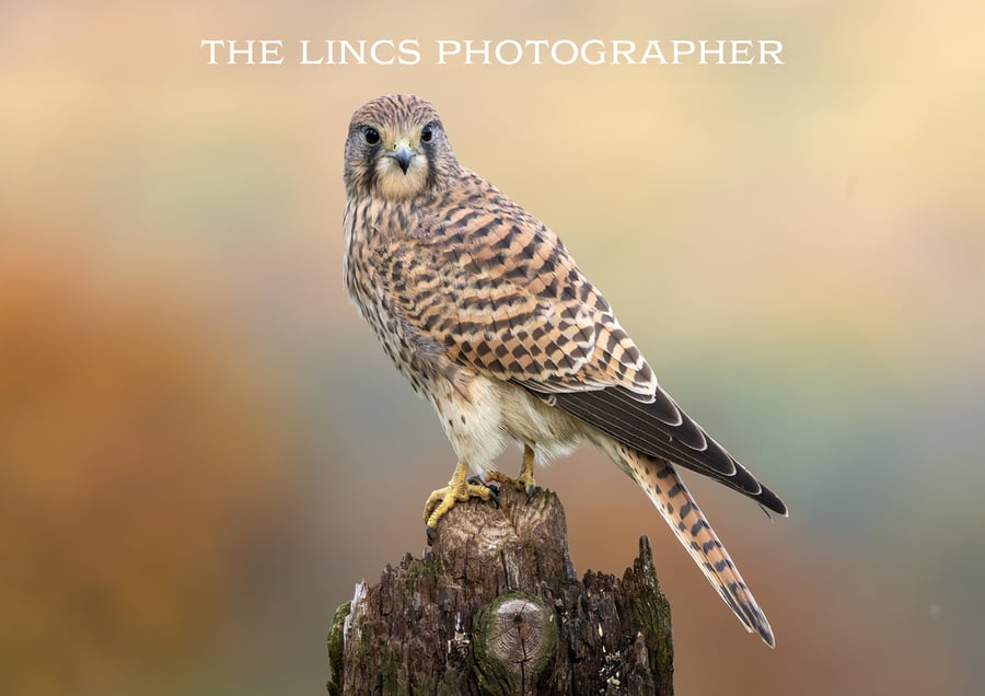 Kestrel print (Limited edition of 10)