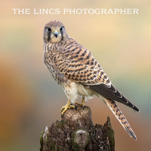 Kestrel print (Limited edition of 10)