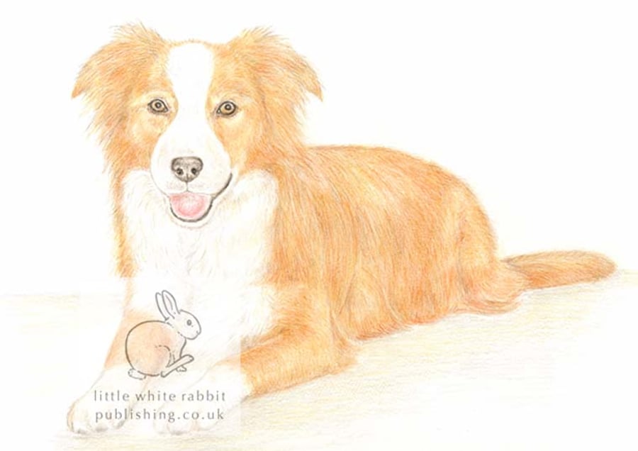Amber the Border Collie -  Blank Card