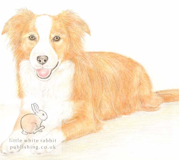 Amber the Border Collie -  Blank Card