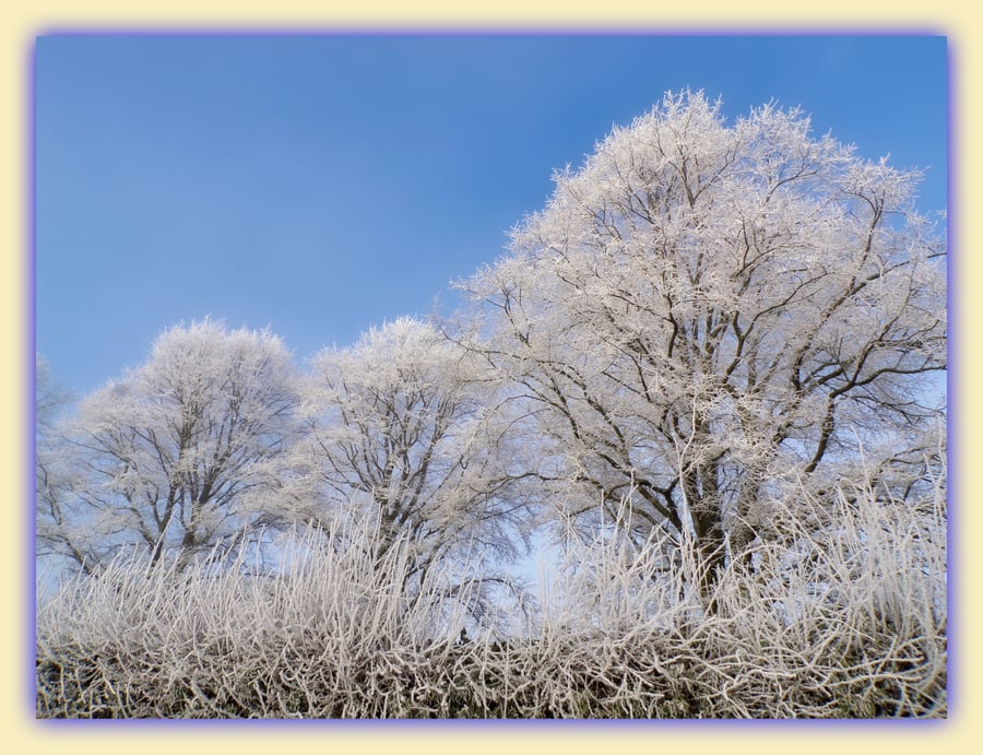 A5 Greeting Card Lime Trees Nordelph Norfolk Winter 