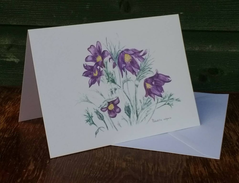 Pulsatilla greetings card.