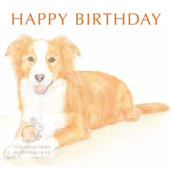 Amber the Border Collie -  Birthday Card