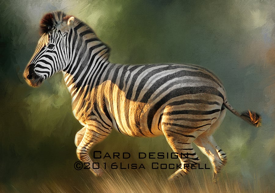 Exclusive Handmade Zebra At The Gallop Greetings Card