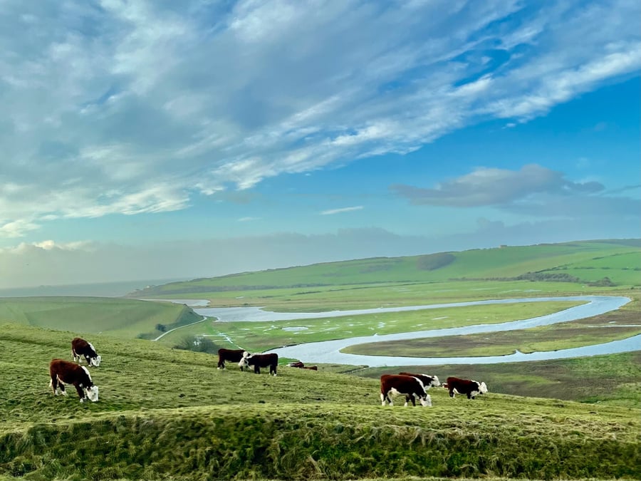 Cuckmere Cows 