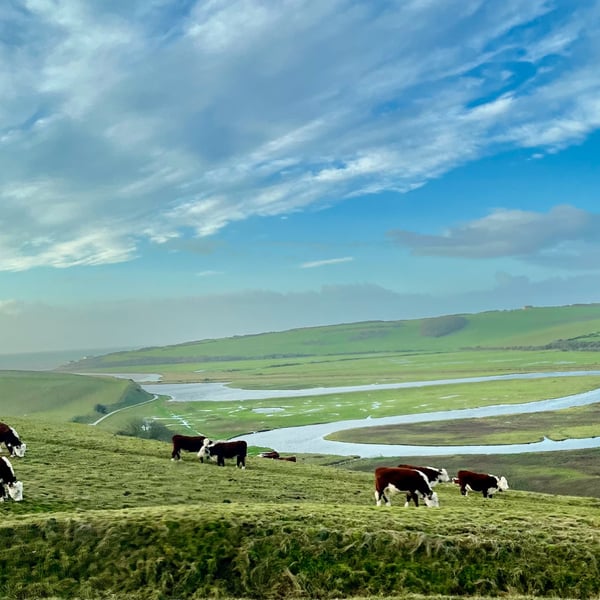 Cuckmere Cows 