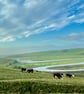 Cuckmere Cows 