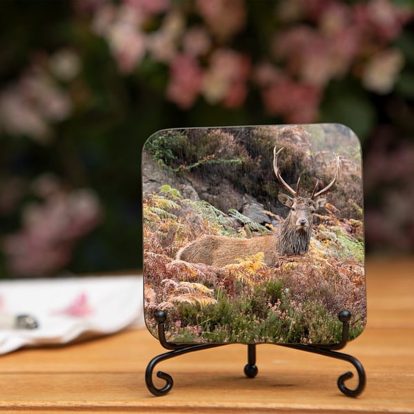 Stag Wooden Coaster - Original Animal Photo Gifts - Wildlife Scene Coaster - Dri