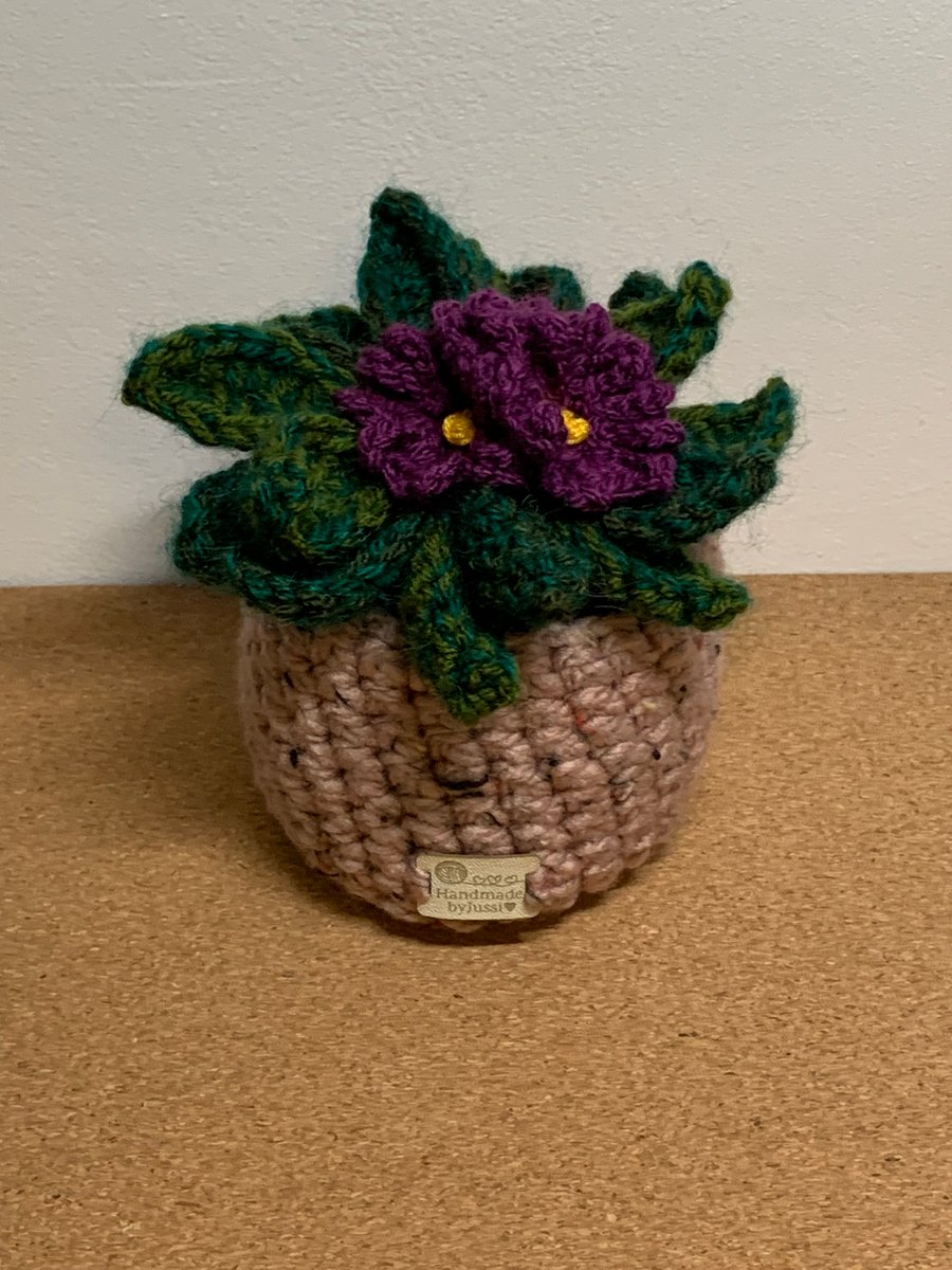 Crochet plant, African violet, primula. Houseplant