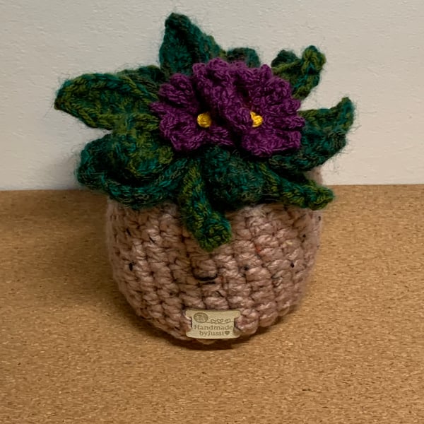 Crochet plant, African violet, primula. Houseplant