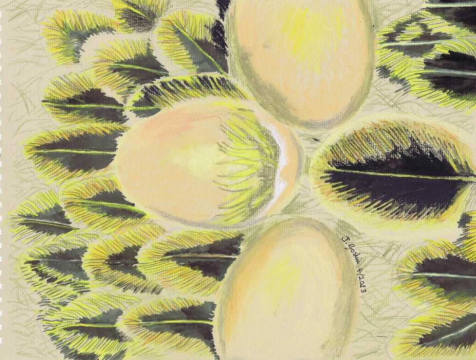 Fair Feather Illustrator