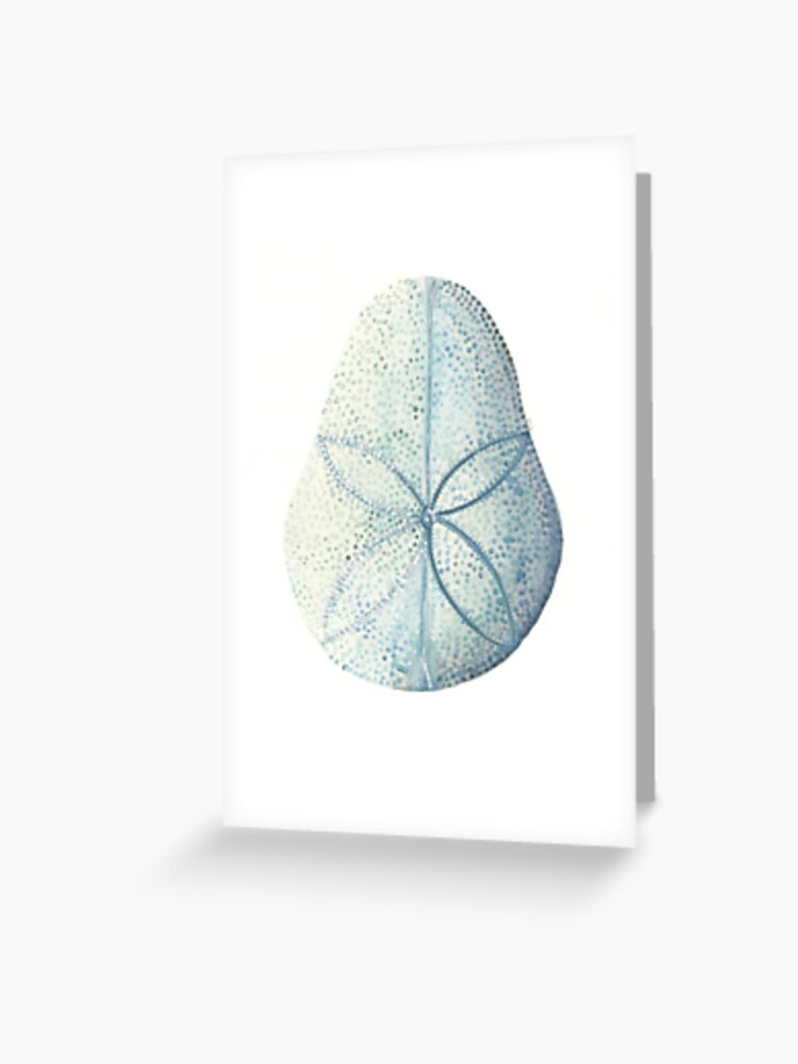 Seconds - sand dollar urchin blank greeting card, notecard, art card