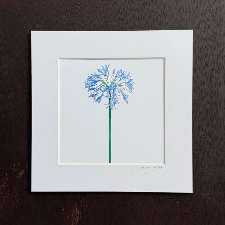 'Agapanthus' 8" x 8" Mounted Print