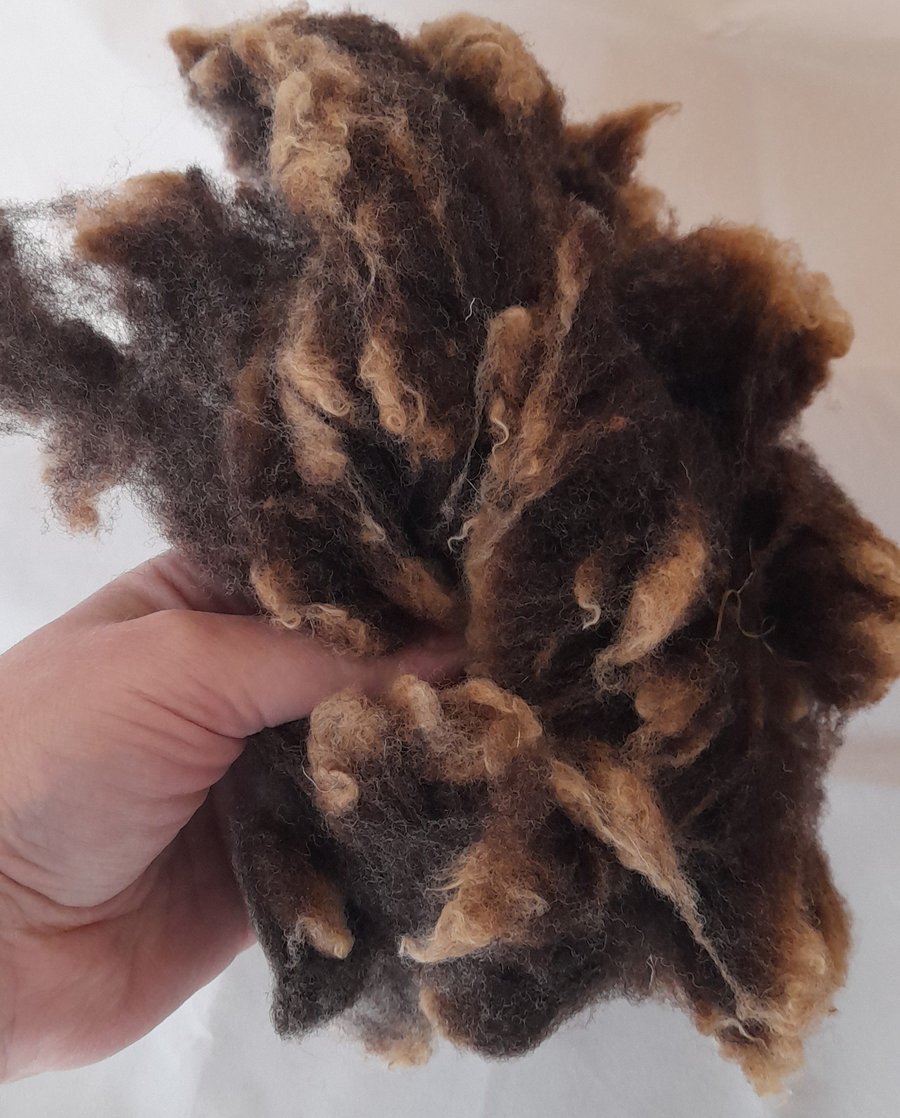 Washed blue texel short fibres for felting and crafts