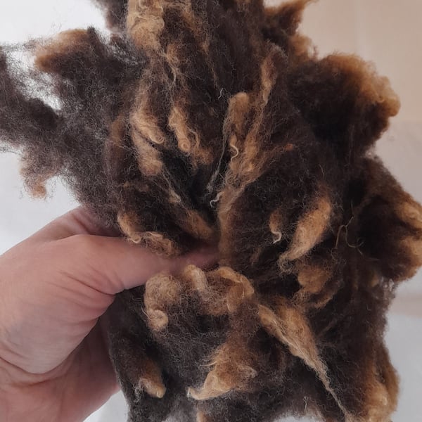 Washed blue texel short fibres for felting and cradts