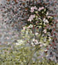 Blackberry through window - Image 4