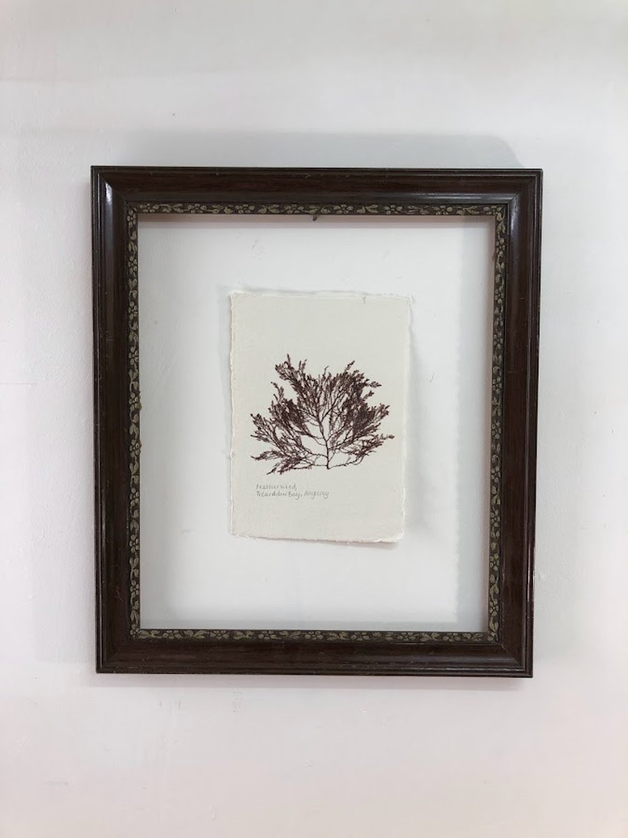 Pressed Seaweed - Feather weed, A5