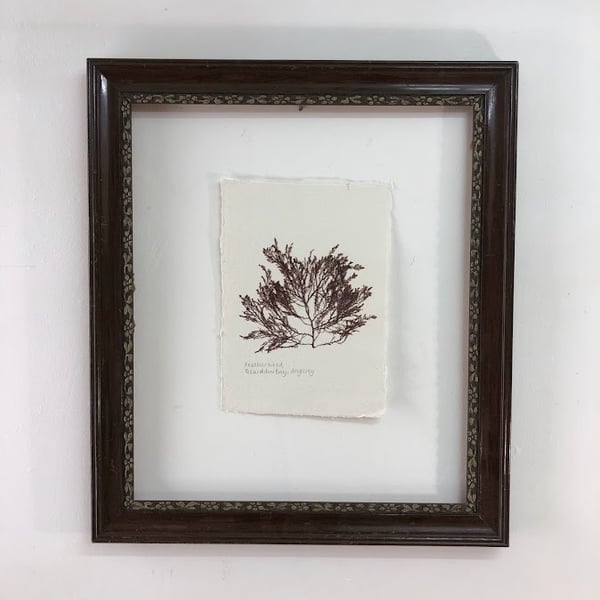 Pressed Seaweed - Feather weed, A5