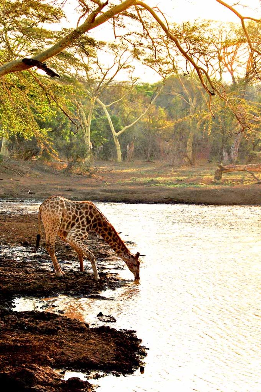 Giraffe Zulu Nyala Game Reserve South Africa Ph... Folksy