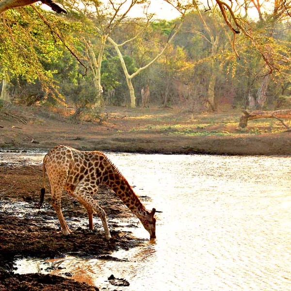 Giraffe Zulu Nyala Game Reserve South Africa Photograph Print