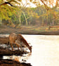 Giraffe Zulu Nyala Game Reserve South Africa Photograph Print - Image 1