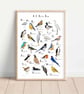 British Birds A-Z Illustrated Art Print: Nature Lover Gift