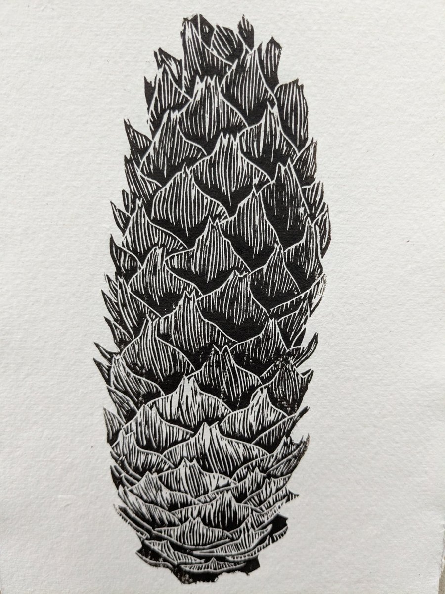Norwegian Spruce cone
