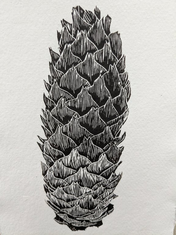 Norwegian Spruce cone