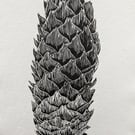 Norwegian Spruce cone