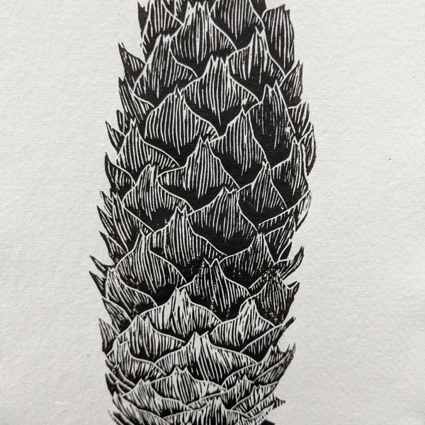 Norwegian Spruce cone