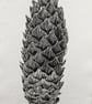Norwegian Spruce cone