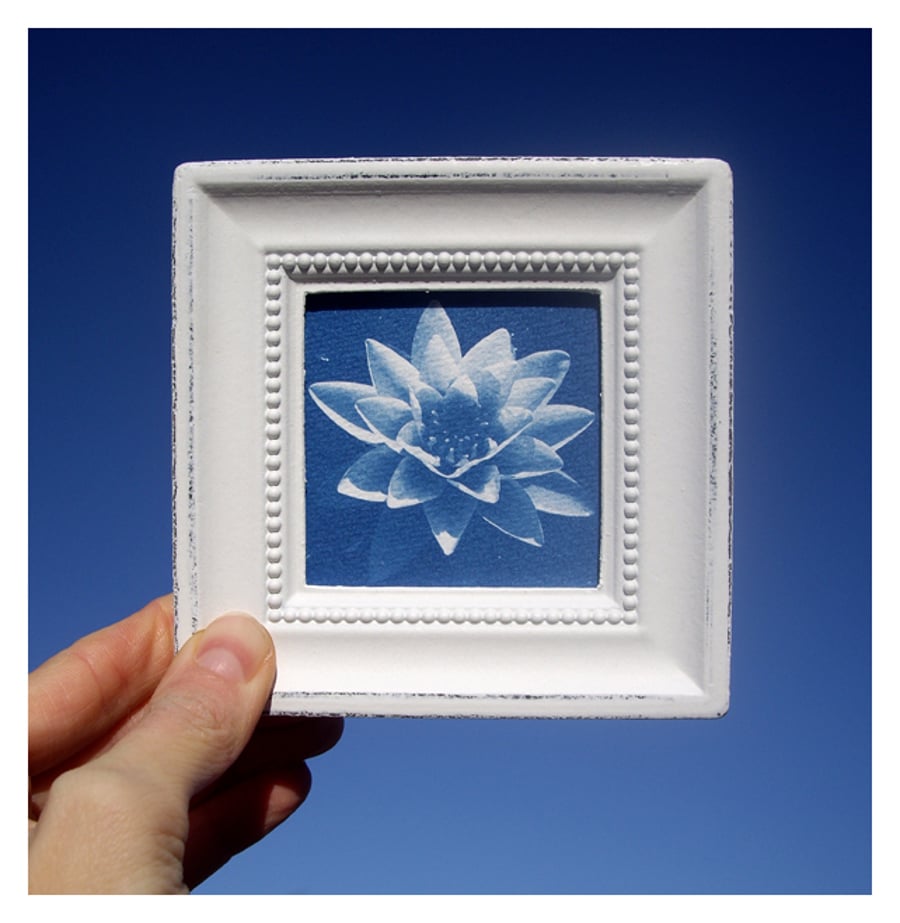 Water lily Cyanotype Framed