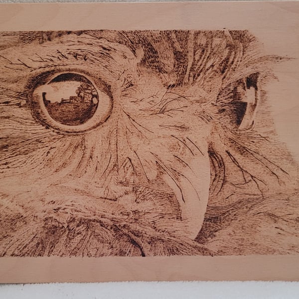 Owl Portrait