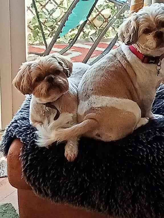 Proper Plum Studio's